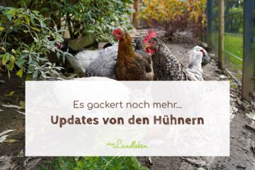 Updates von unseren Hühnern