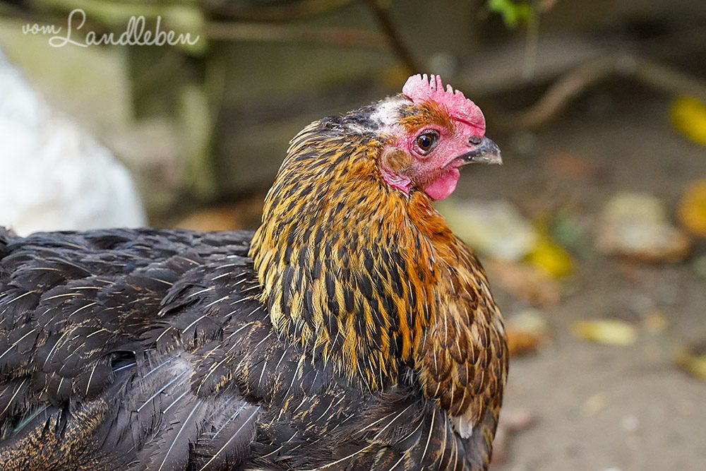 Huhn mit Glatze - Peggy