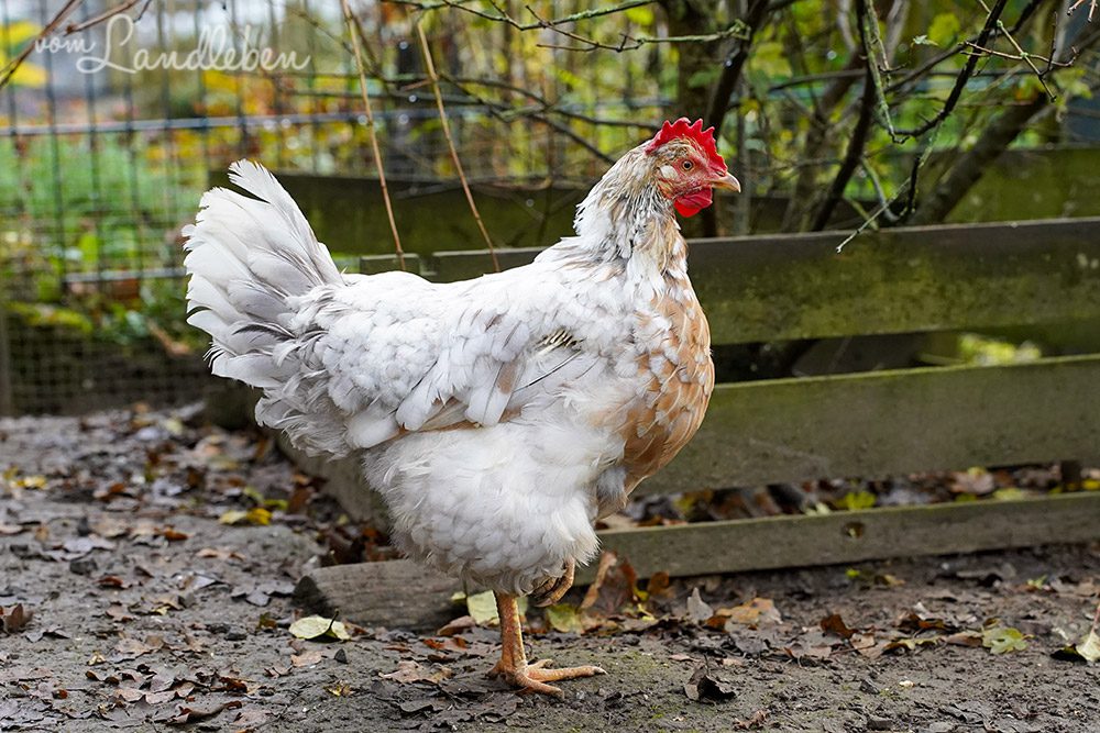 Smörrebröd - Schwedisches Blumenhuhn