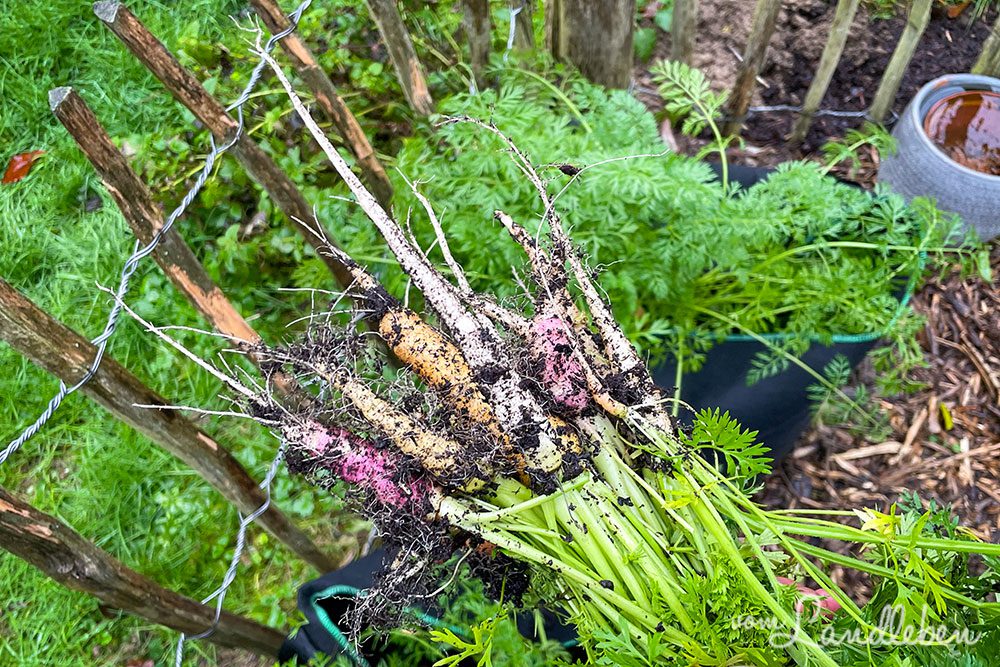 Bunte Möhren ernten