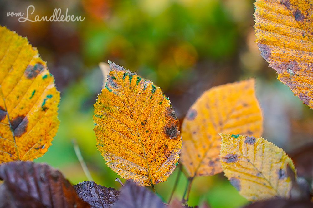 Buntes Laub im Herbst