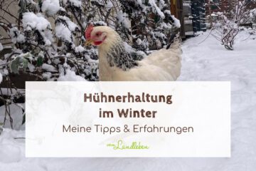 Hühnerhaltung im Winter