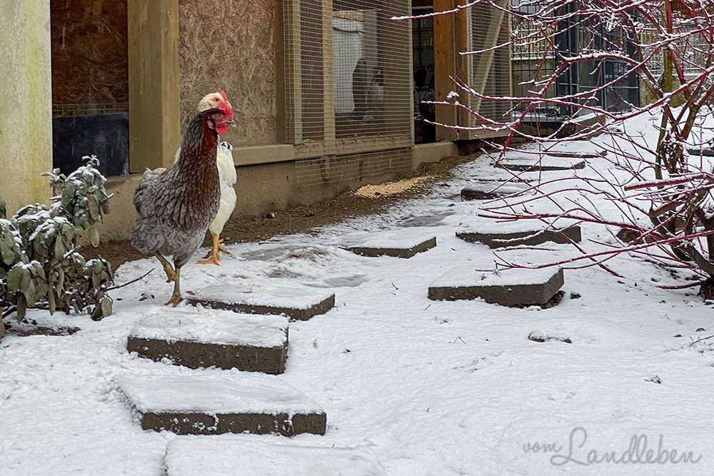 Hühnerhaltung im Winter