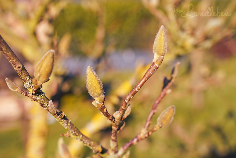 Knospen an der Magnolie