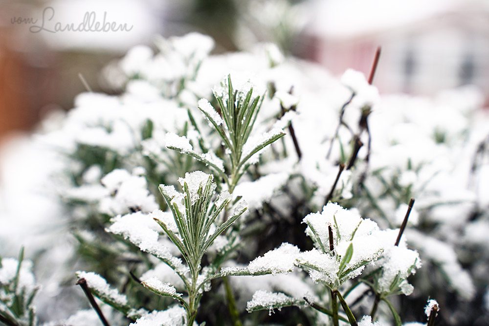 Schnee im Garten - Januar 2025