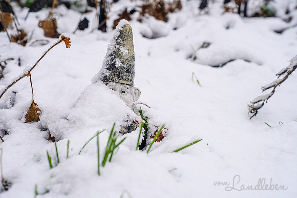 Schnee im Garten - Januar 2025