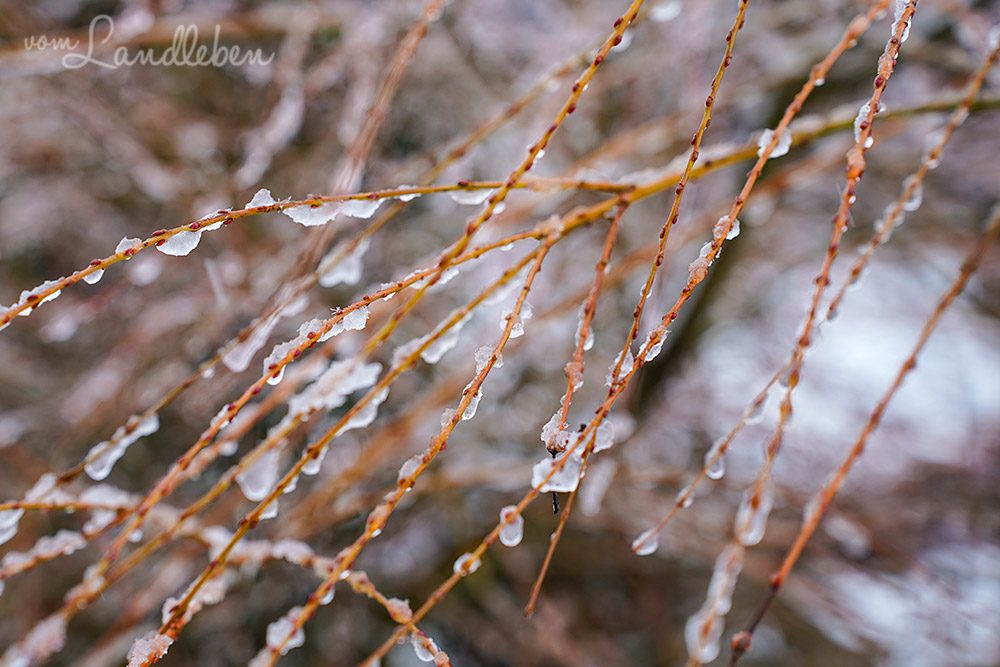 Schnee im Garten - Januar 2025