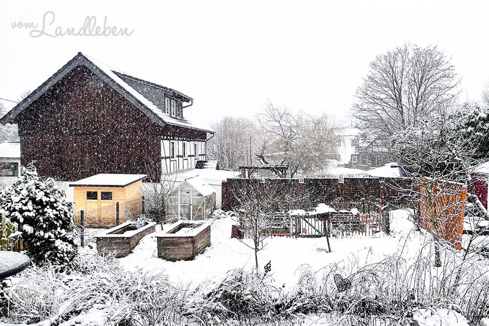 Schnee im Garten - Januar 2025