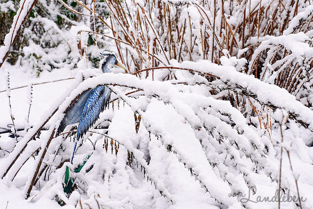 Schnee im Garten - Januar 2025