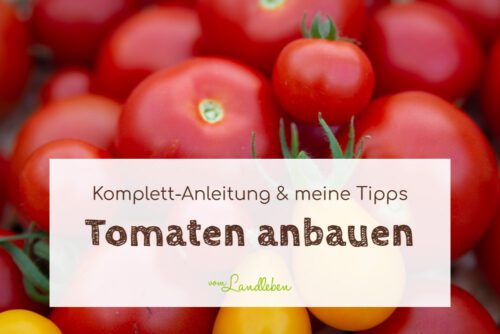 Tomaten anbauen - Anleitung und meine Tipps