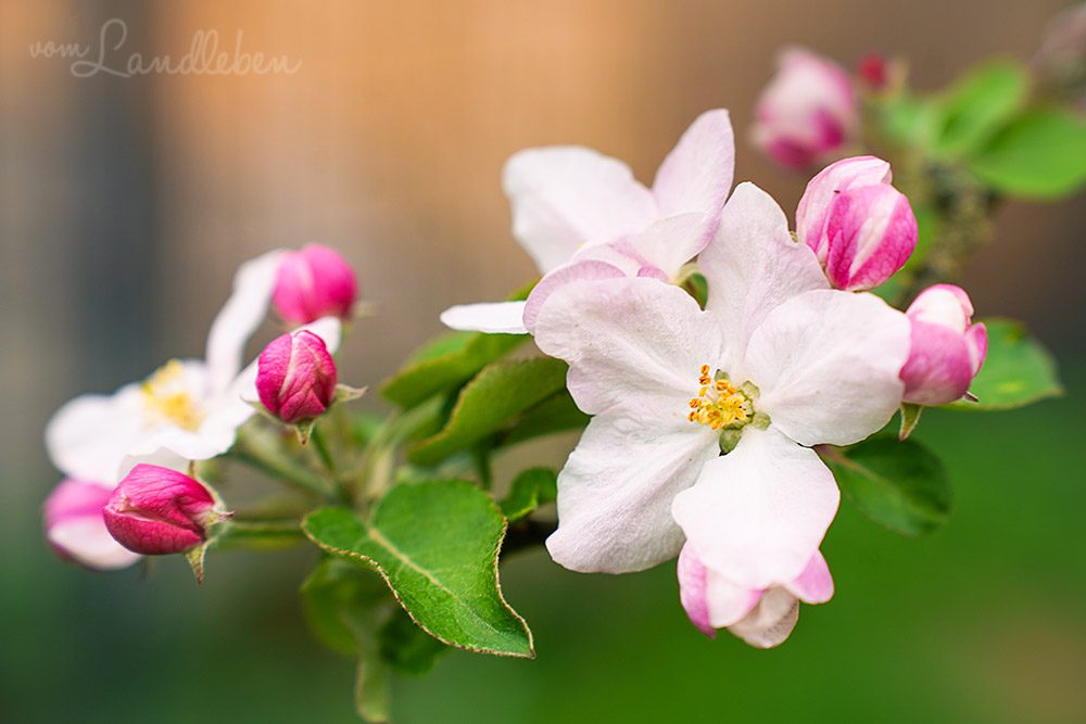 Apfelblüte