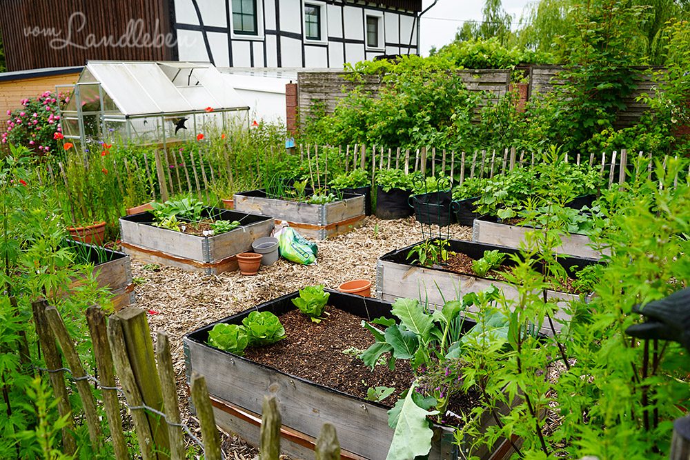 Bauerngarten Anfang Juni 2025