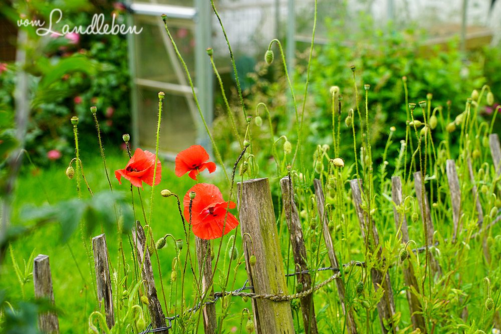 Garten Anfang Juni 2025