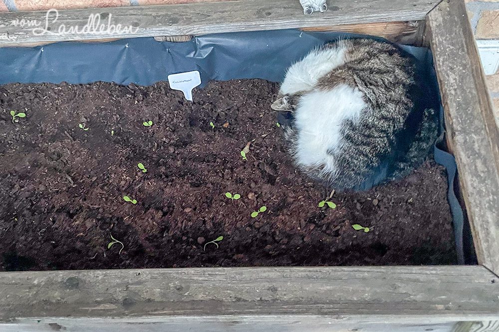 Katze schläft im Hochbeet