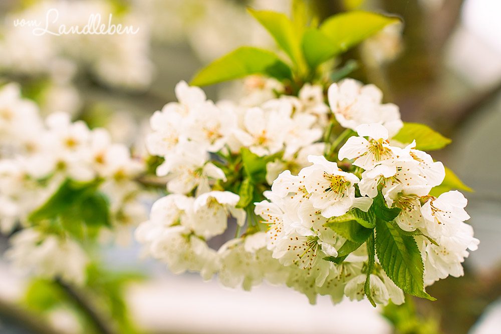 Kirschblüte