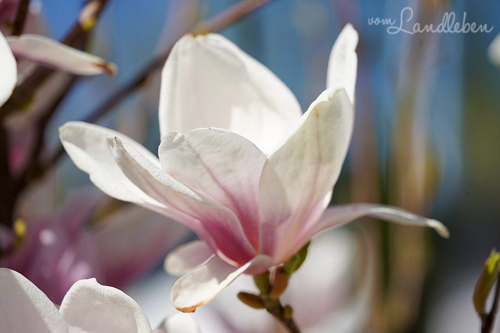 Magnolienblüte