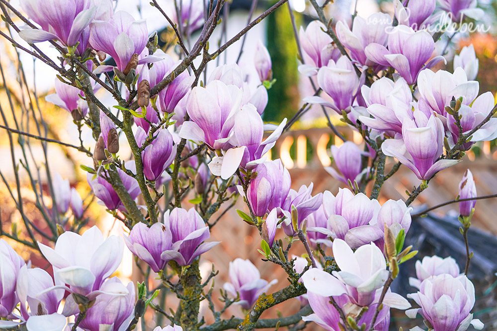 Magnolienblüte