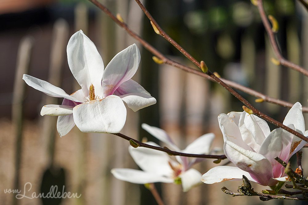 Magnolienblüte