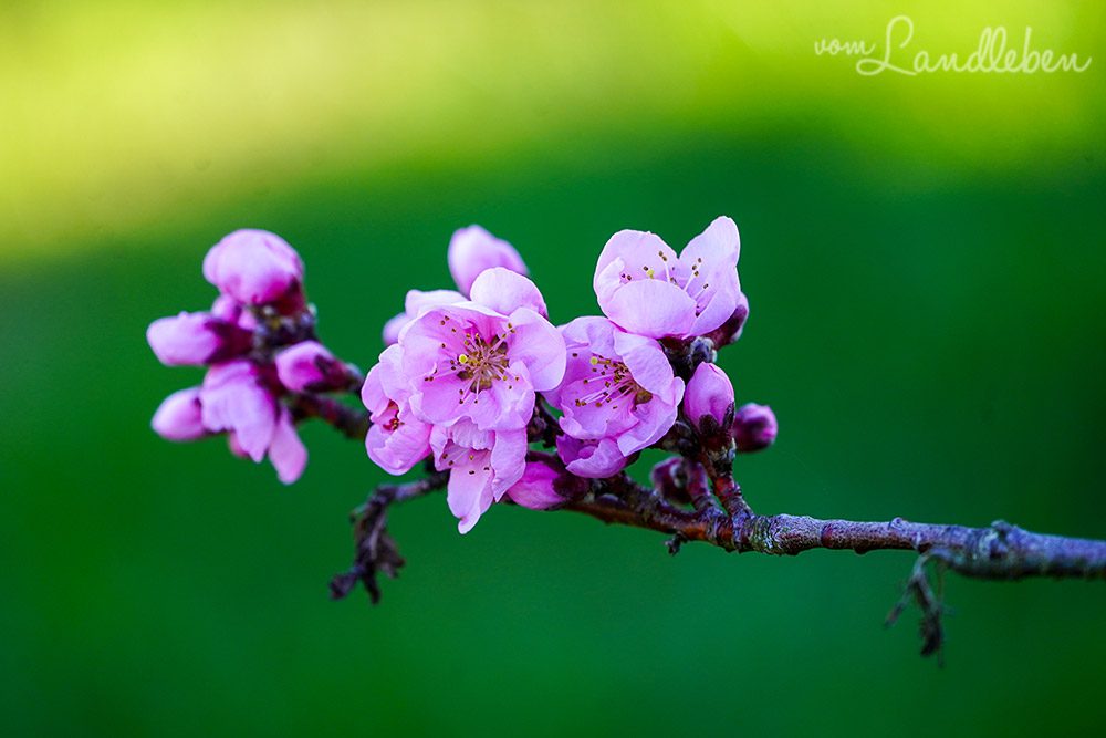 Nektarinenblüte