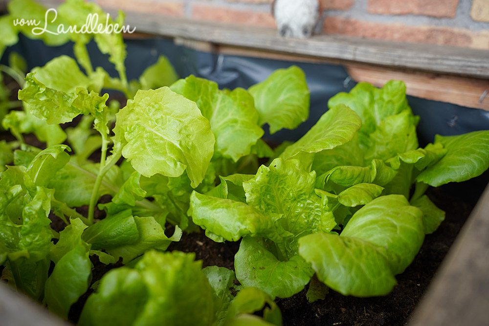 Salat im Hochbeet