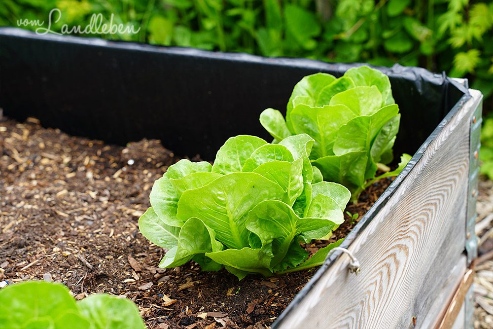 Salate Anfang Juni 2025